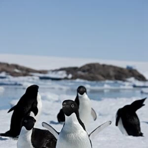 Adelie penguins (Pygoscelis adeliae), Dumont d Urville, Antarctica, Polar Regions