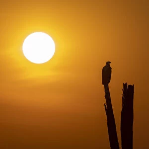 An adult African fish eagle (Haliaeetus vocifer), perched at sunset on the shores of Lake