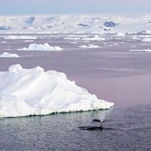 An adult Antarctic minke whale (Balaenoptera bonaerensis) surfacing in the Gerlache Strait, Antarctica, Southern Ocean, Polar Regions