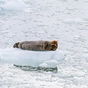 Adult bearded seal (Erignathus barbatus) hauled out on ice, Svalbard, Norway, Scandinavia, Europe