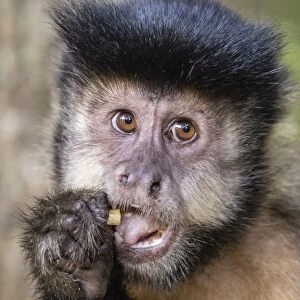 Adult black capuchin (Sapajus nigritus) head detail, Iguazu Falls National Park, Misiones