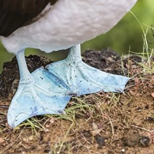 Adult blue-footed booby (Sula nebouxii), feet detail on San Cristobal Island, Galapagos