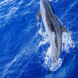 Adult bottlenose dolphin, Tursiops truncatus, with remoras attached in Roroia, Tuamotus