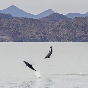 Adult bottlenose dolphins (Tursiops truncatus) leaping in the waters near Isla Danzante, Baja California Sur, Mexico, North America