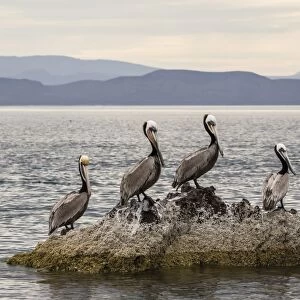 Adult brown pelicans (Pelecanus occidentalis), Isla Ildefonso, Baja California Sur