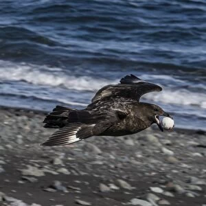An adult brown skua (Stercorarius spp), in flight with a stolen penguin egg at Barrientos Island