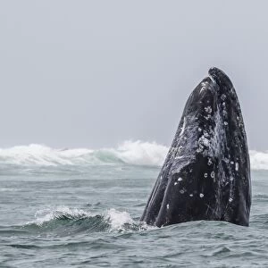 Adult California gray whale (Eschrichtius robustus) spy-hopping in San Ignacio Lagoon