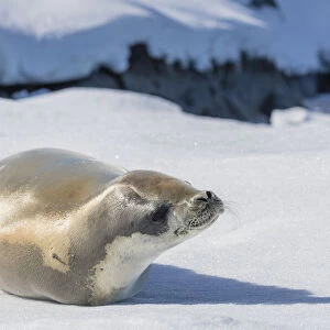 An adult crabeater seal (Lobodon carcinophaga), hauled out on sea ice in the Useful