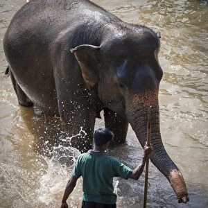 An adult elephant (Elephantidae) washes in the river, Pinnewala Elephant Orphanage, Sri Lanka, Asia