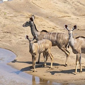 Adult female greater kudus (Tragelaphus strepsiceros), with young in the Save Valley
