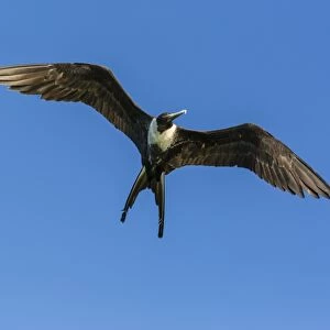 Adult female magnificent frigatebird (Fregata magnificens), San Gabriel Bay, Espiritu Santo Island