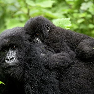 Adult female mountain gorilla