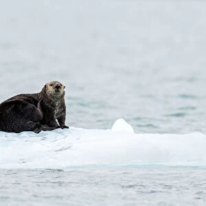Adult female sea otter (Enhydra lutris), hauled out on ice in Glacier Bay National Park