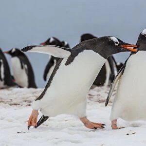 Adult gentoo penguins (Pygoscelis papua) aggression, Neko Harbor, Antarctica, Southern Ocean, Polar Regions