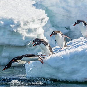 Adult gentoo penguins (Pygoscelis papua) leaping into the sea in Mickelson Harbor, Antarctica, Southern Ocean, Polar Regions