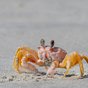 Adult ghost crab (Ocypode spp) on the beach at Isla Magdalena, Baja California Sur
