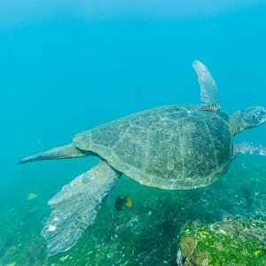 Adult green sea turtle (Chelonia mydas) underwater near Isabela Island, Galapagos Islands, Ecuador, South America
