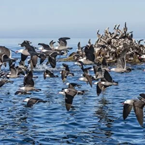 Adult Heermanns gulls (Larus heermanni) taking flight on Isla Rasita, Baja California, Mexico, North America