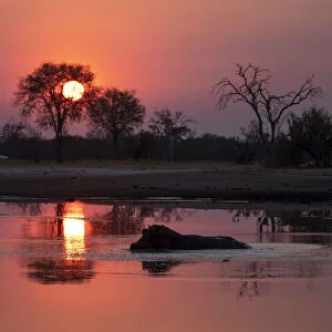 Adult hippopotamus (Hippopotamus amphibius) bathing at sunset in Hwange National Park