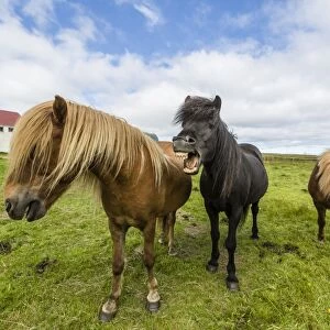 Adult Icelandic horses (Equus ferus caballus), on a farm on the Snaefellsnes Peninsula