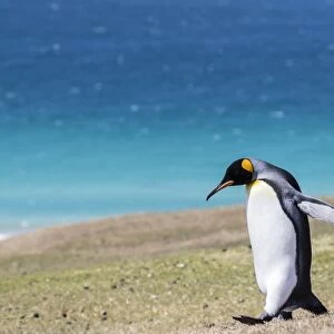 Adult king penguin (Aptenodytes patagonicus) on the grassy slopes of Saunders Island