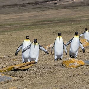 Adult king penguins (Aptenodytes patagonicus) on the grassy slopes of Saunders Island