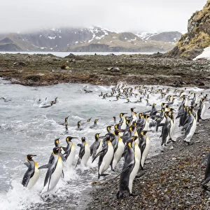 Adult king penguins, Aptenodytes patagonicus, leaving the sea after feeding in Right Whale Bay