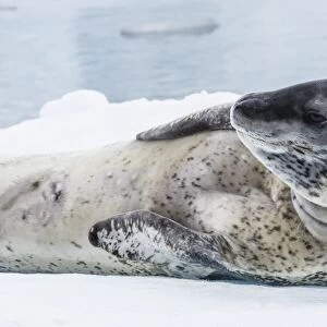 Adult leopard seal (Hydrurga leptonyx) hauled out on ice in Paradise Bay on the western side of the Antarctic Peninsula, Antarctica, Polar Regions