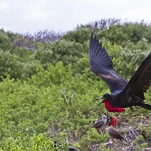 Adult male great frigatebirds (Fregata minor), Genovesa Island, Galapagos Islands, UNESCO World Heritage Site, Ecuador, South America