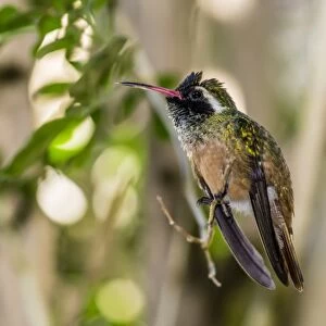 Adult male Xantuss hummingbird (Hylocharis xantusii), Todos Santos, Baja California Sur