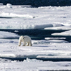 Adult polar bear (Ursus maritimus), walking on open ice, Queens Channel