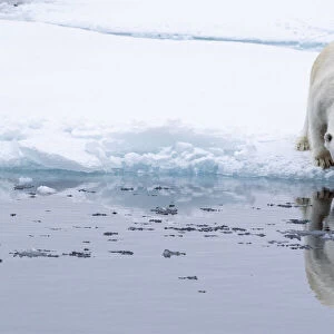 Adult polar bear (Ursus maritimus), reflected in the sea on ice near Ellesmere Island