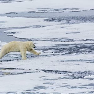 Adult polar bear (Ursus maritimus) on the ice near the Sujoya Islands, Svalbard, Norway, Scandinavia, Europe