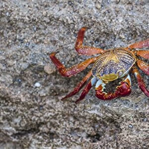 Adult Sally Lightfoot crab (Grapsus grapsus) at low tide on Punta Colorado, Isla San Jose