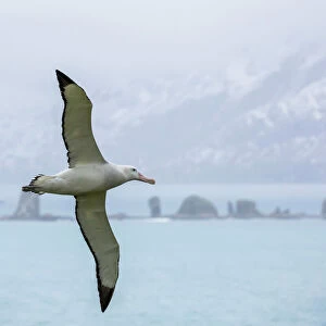An adult wandering albatross (Diomedea exulans) in flight near Prion Island, South Georgia
