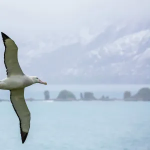 An adult wandering albatross (Diomedea exulans) in flight near Prion Island, South Georgia