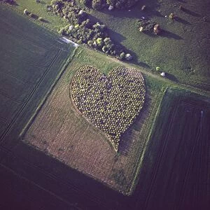 Aerial image of heart shape orchard, near Huish Hill earthwork, Oare, Wiltshire