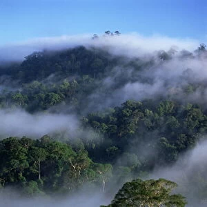 Aerial view of the canopy of virgin dipterocarp rainforest