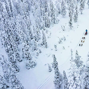 Aerial view of tourists dog sledding in the snowy forest, Lapland, Finland, Europe