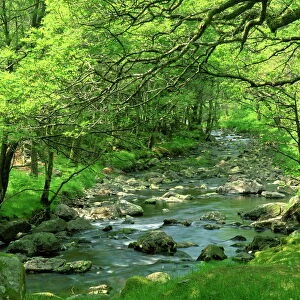 Afon Artro passing through natural oak wood, Llanbedr, Gwynedd, Wales, United Kingdom