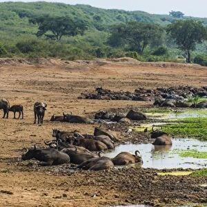 African buffalos (Cape buffalo) (Syncerus caffer), Queen Elizabeth National Park, Uganda, East Africa, Africa