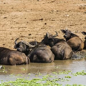 African buffalos (Cape buffalo) (Syncerus caffer), Queen Elizabeth National Park, Uganda, East Africa, Africa