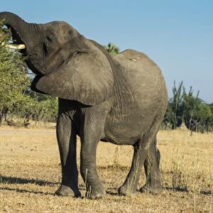 African bush elephant (Loxodonta africana) eating from a tree, Liwonde National Park