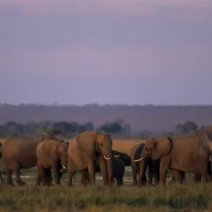 African elephant