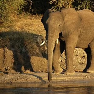African elephant drinking, Zambesi River, Victoria Falls National Park, Zimbabwe, Africa