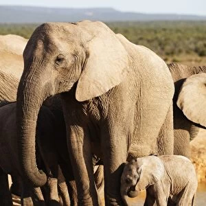 African elephant herd (Loxodonta Africana), Addo Elephant National Park, Eastern Cape