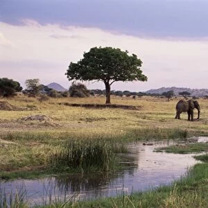 African elephant (Loxodonta africana), Tarangire National Park, Tanzania