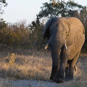 African elephant (Loxodonta africana), Khwai Conservation Area, Okavango Delta, Botswana