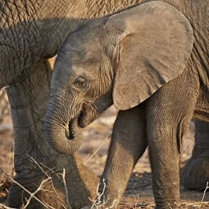 African elephant (Loxodonta africana) baby, Kruger National Park, South Africa, Africa
