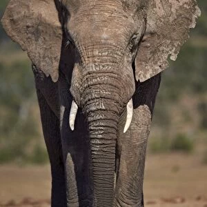 African elephant (Loxodonta africana) bull, Addo Elephant National Park, South Africa
